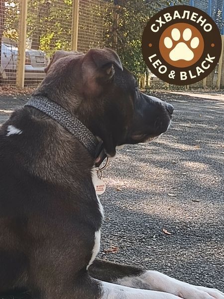 Нашийник для собак зі шкіри та відновленої бавовни WAUDOG Classic, S, Ш 15 мм, Дов 27-36 см чорний 58901 фото