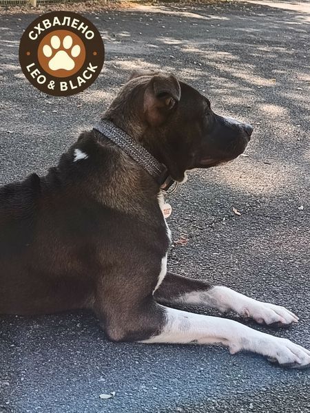 Нашийник для собак зі шкіри та відновленої бавовни WAUDOG Classic, S, Ш 15 мм, Дов 27-36 см чорний 58901 фото
