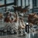 СУПЕРІУМ Сільвер краплі вушні з колоїдним сріблом для котів та собак, 30 мл 9105 фото 8